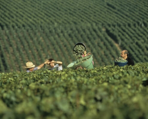 Druivenoogst Bourgogne gestart
