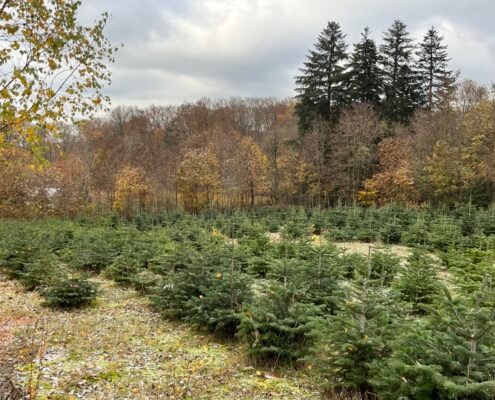 Kerstbomen Morvan