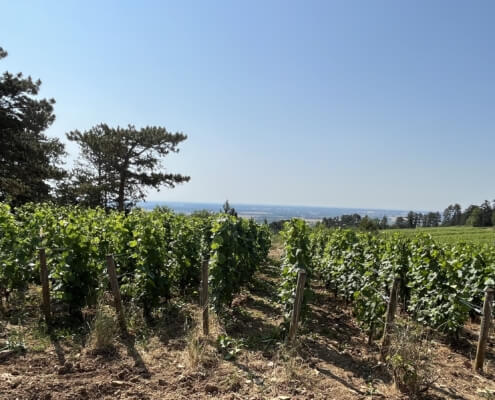 Wijngaarden Bourgondië
